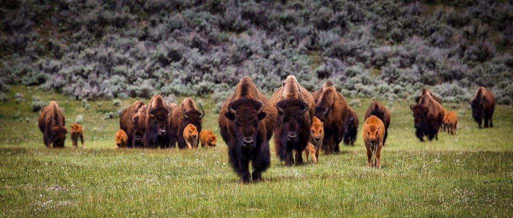 Bison Meat For Sale