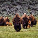 Bison Meat For Sale